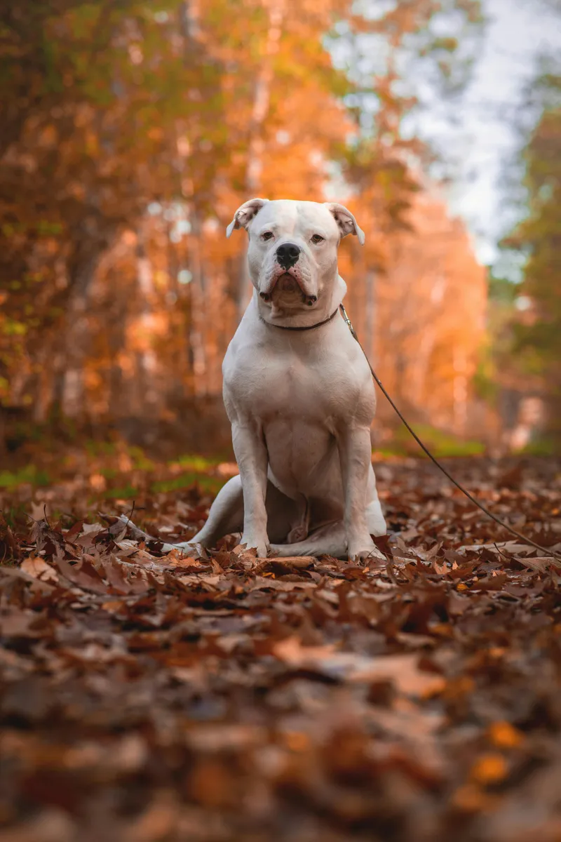 American Bulldog dog breed