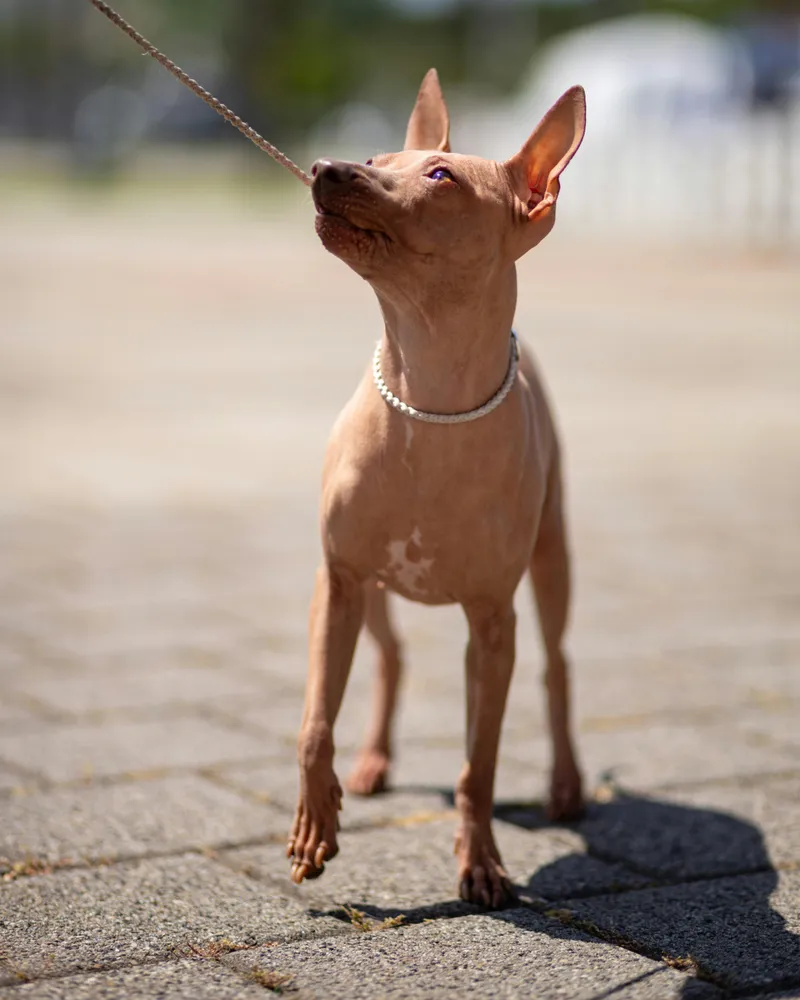 American Hairless Terrier dog breed