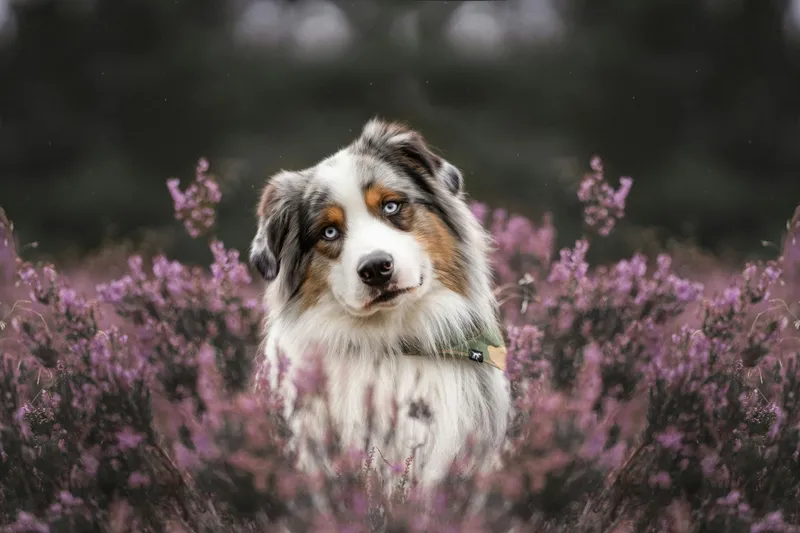 Australian Shepherd dog breed