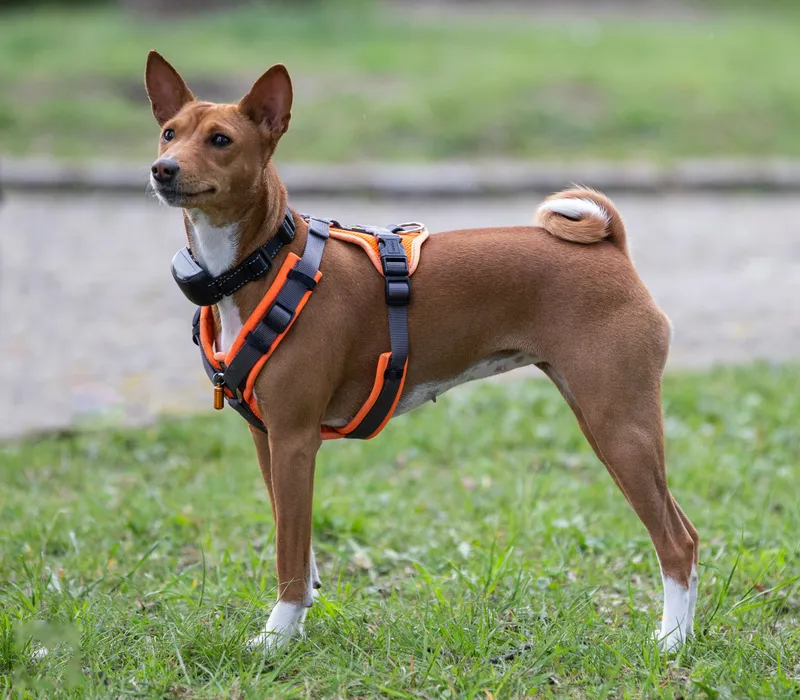 Basenji dog breed