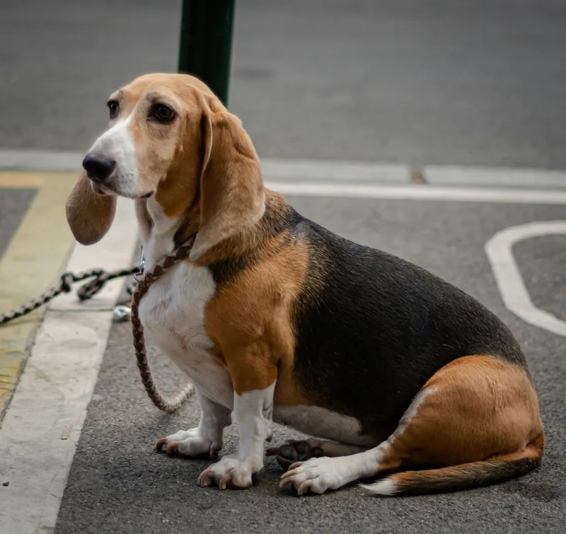 Basset Hound dog breed
