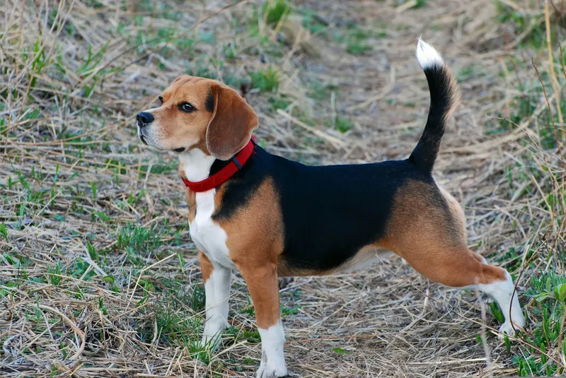 Beagle dog breed