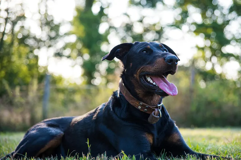 Beauceron dog breed