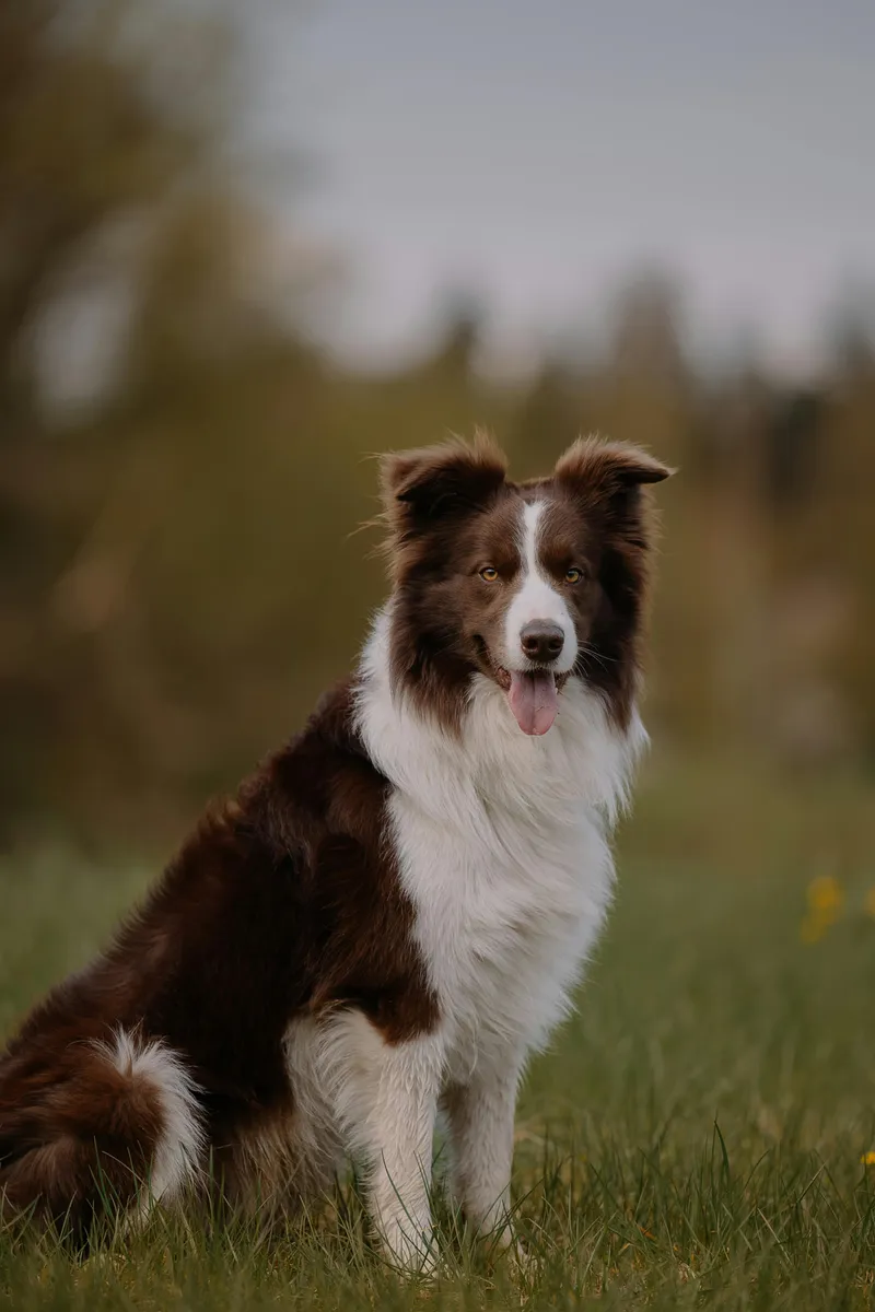 Border Collie dog breed