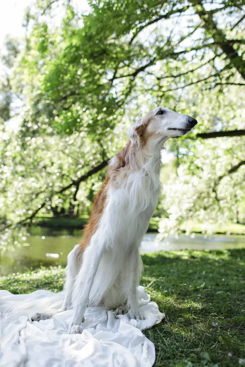 Borzoi dog breed