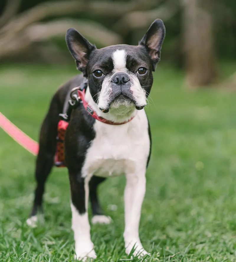 Boston Terrier dog breed
