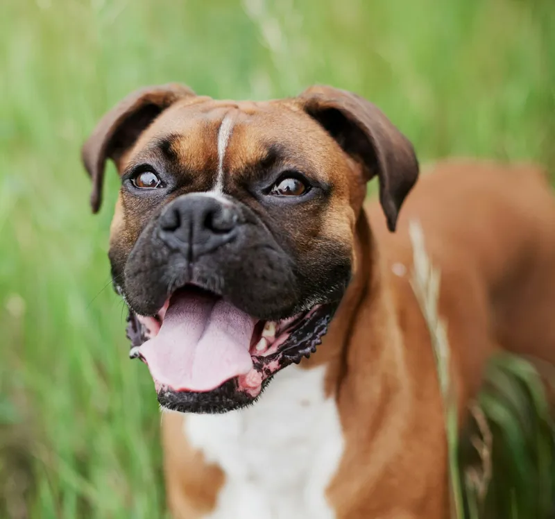 Boxer dog breed