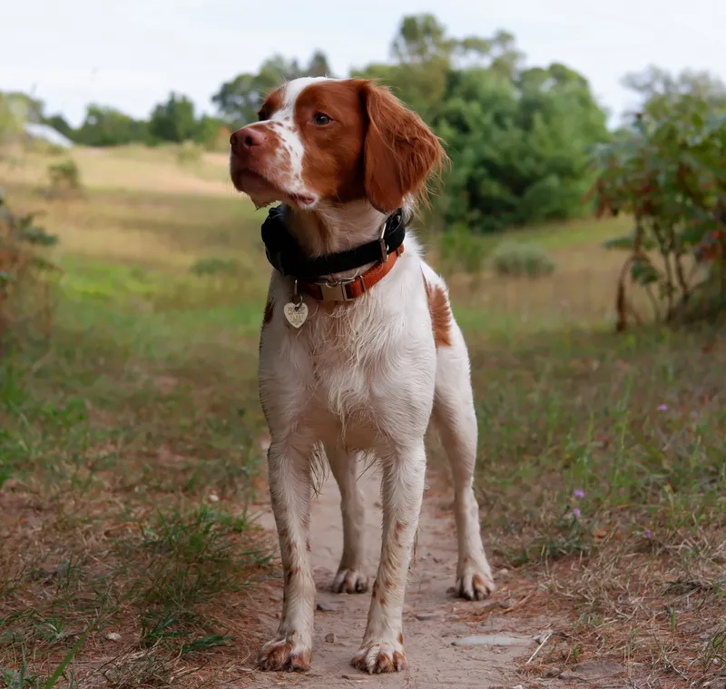 Brittany dog breed