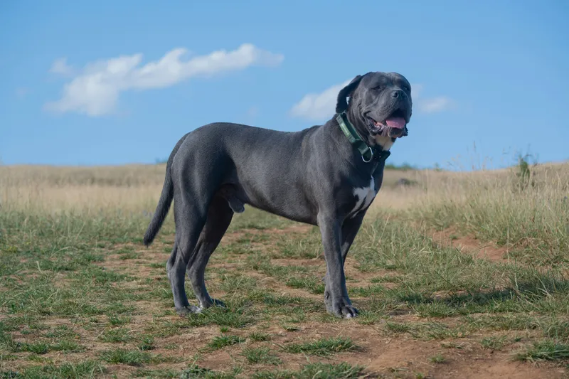 Cane Corso dog breed