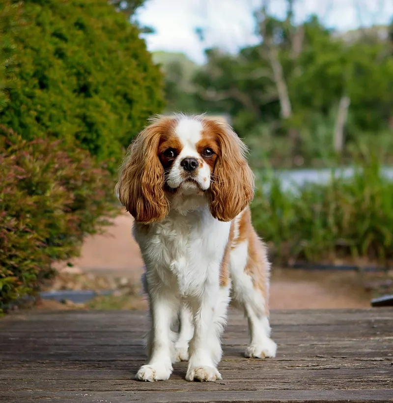 Cavalier King Charles Spaniel dog breed