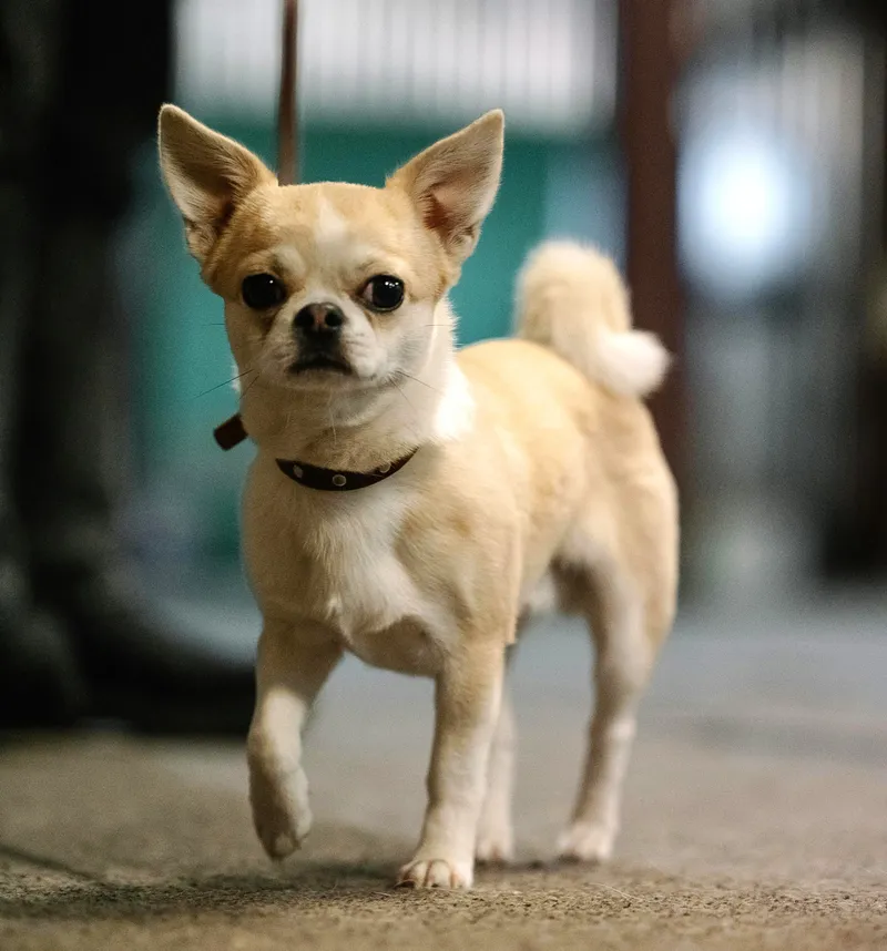 Chihuahua dog breed