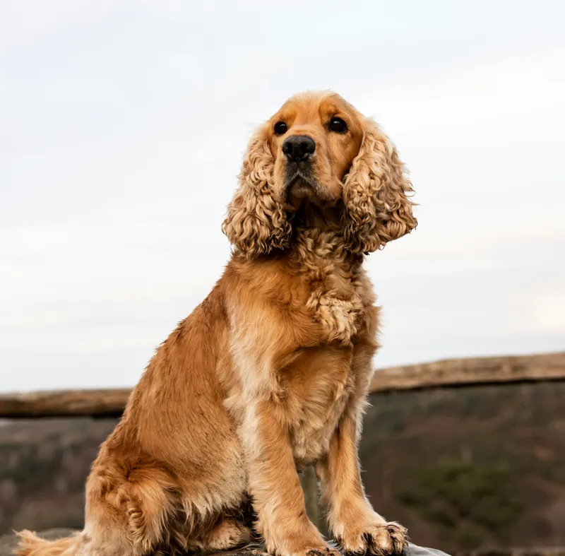 Cocker Spaniel dog breed