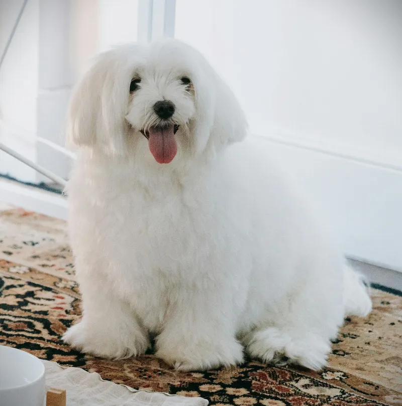 Coton de Tulear dog breed