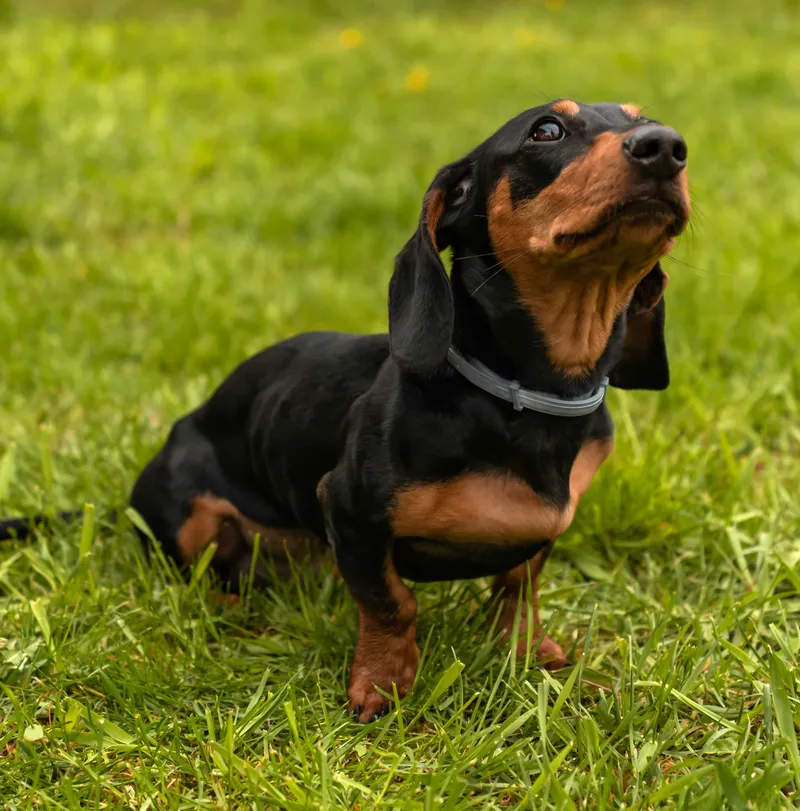 Dachshund dog breed