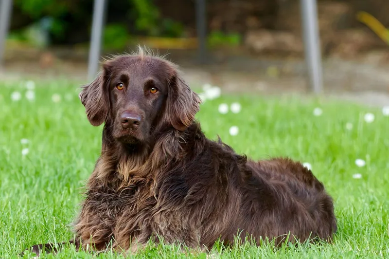 German Longhaired Pointer dog breed