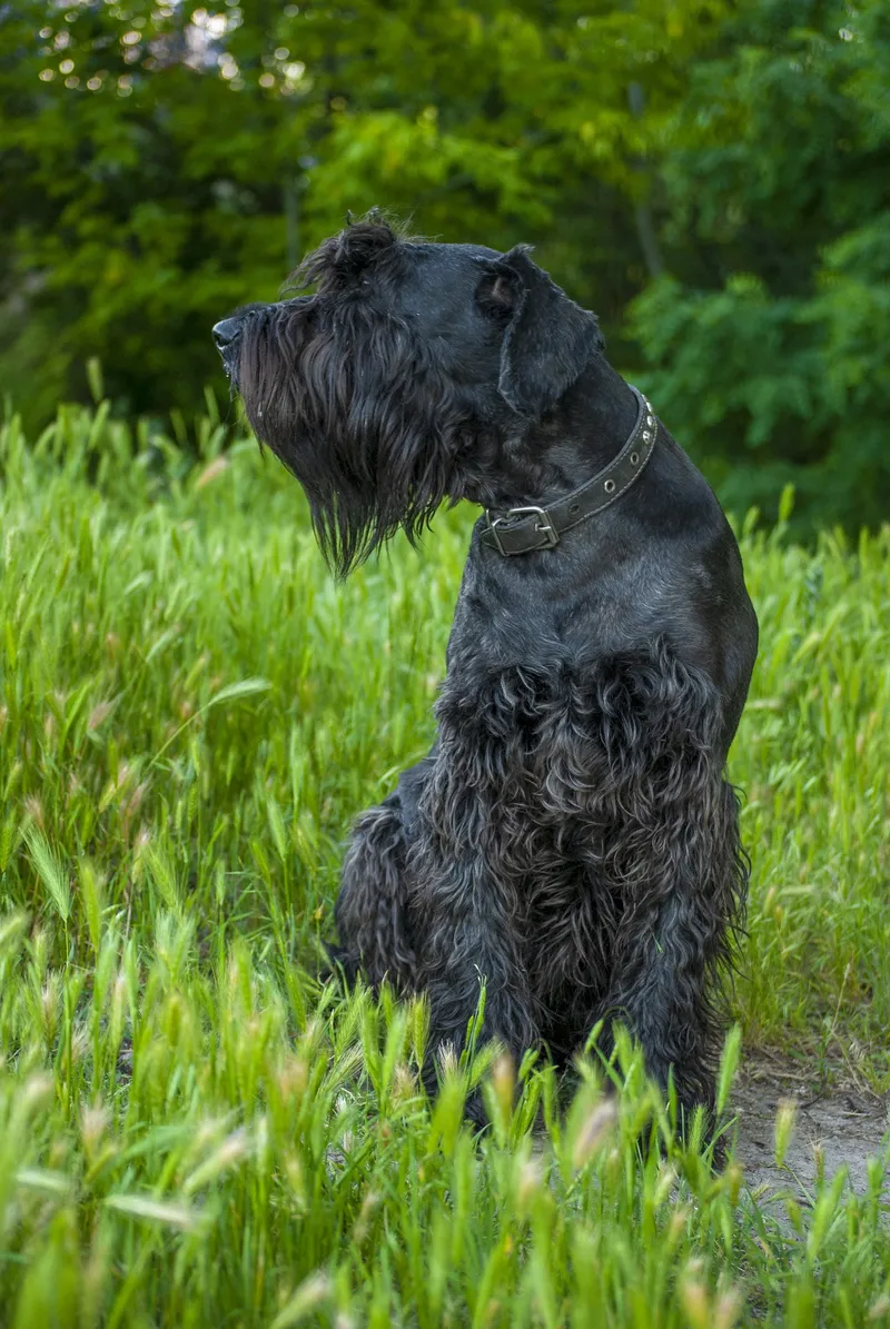 Giant Schnauzer dog breed
