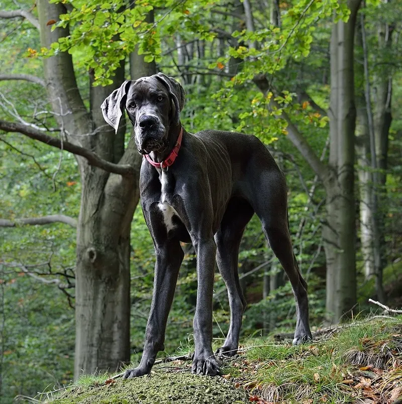 Great Dane dog breed