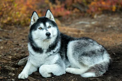Alaskan Malamute