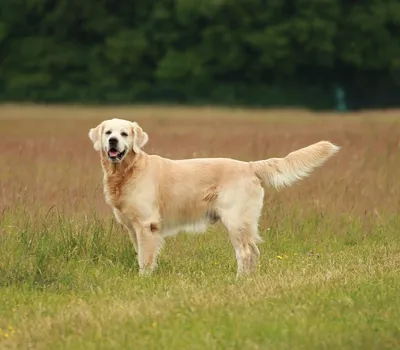 Golden Retriever